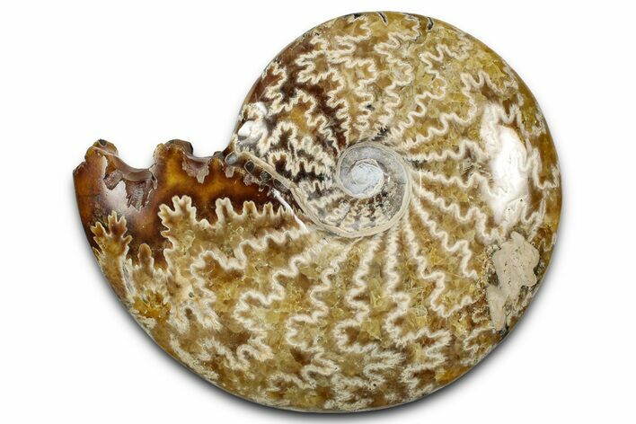 Polished Ammonite (Cleoniceras) Fossil - Madagascar #358451